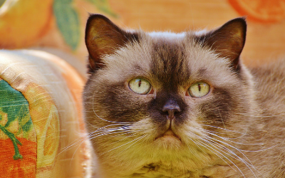image for Cat Day!
